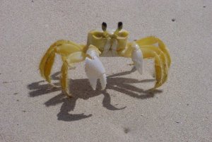 http://www.agitateur.org/IMG/jpg/Crabe_de_Martinique_.jpg