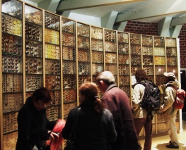 La belle et le papillon